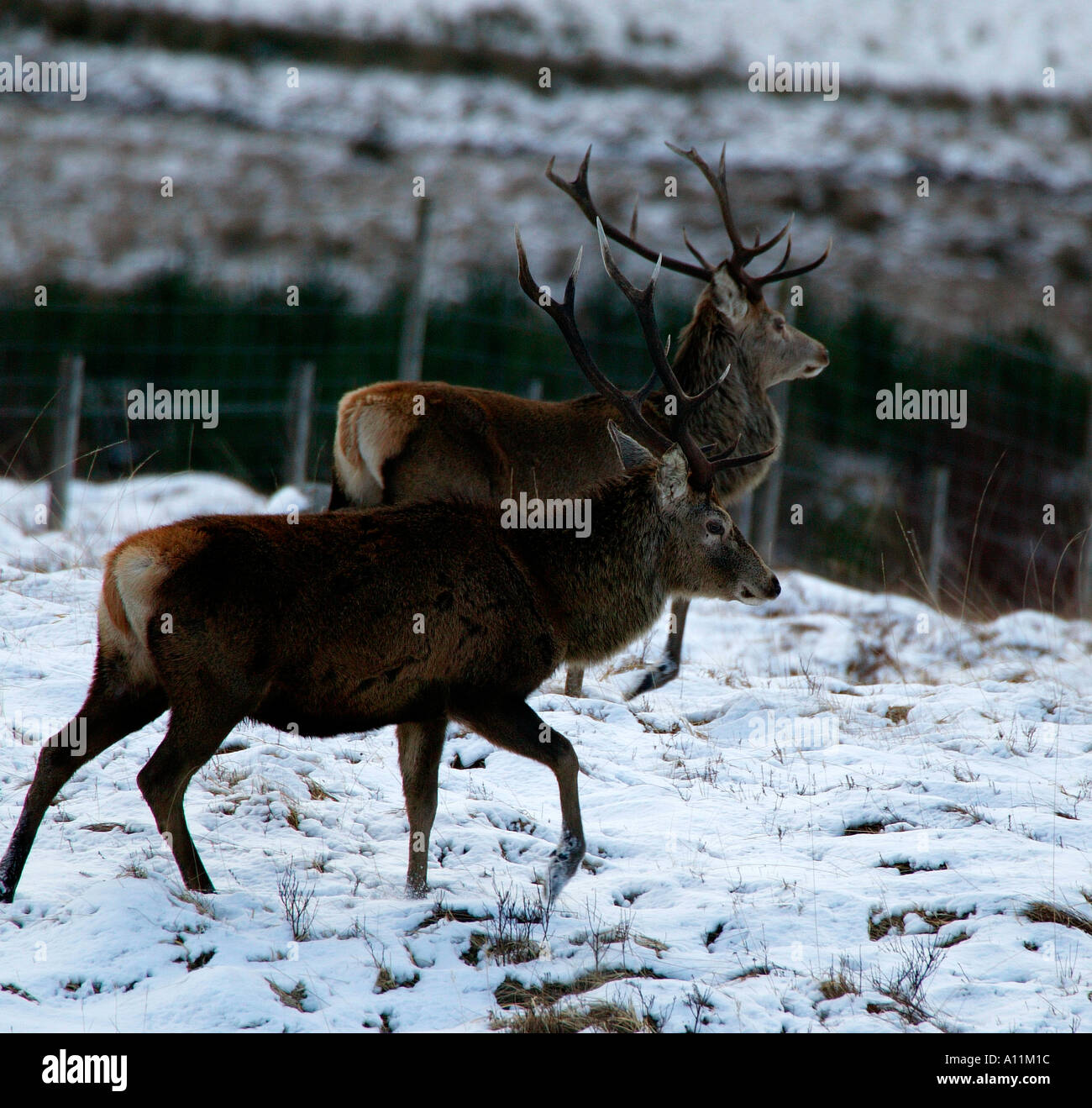 Red Deer cervo (Cervus elaphus), nei pressi di Rannoch Moor Lochaber Highlands scozzesi con neve sul terreno Foto Stock