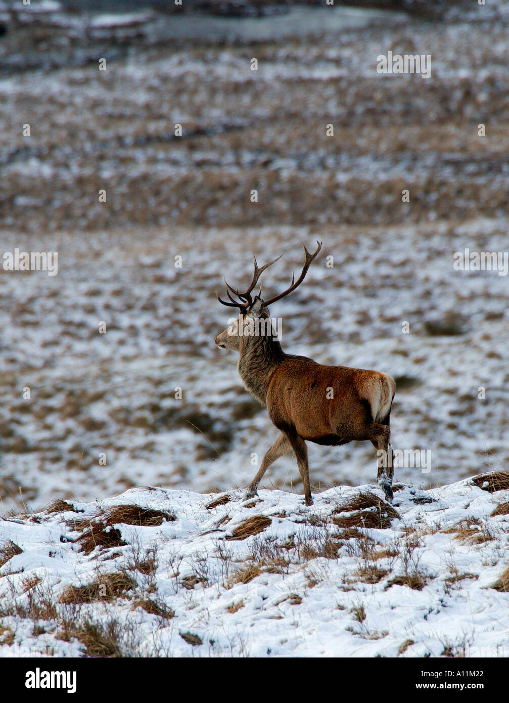 Red Deer cervo (Cervus elaphus), nei pressi di Rannoch Moor Lochaber Highlands scozzesi con neve sul terreno Foto Stock