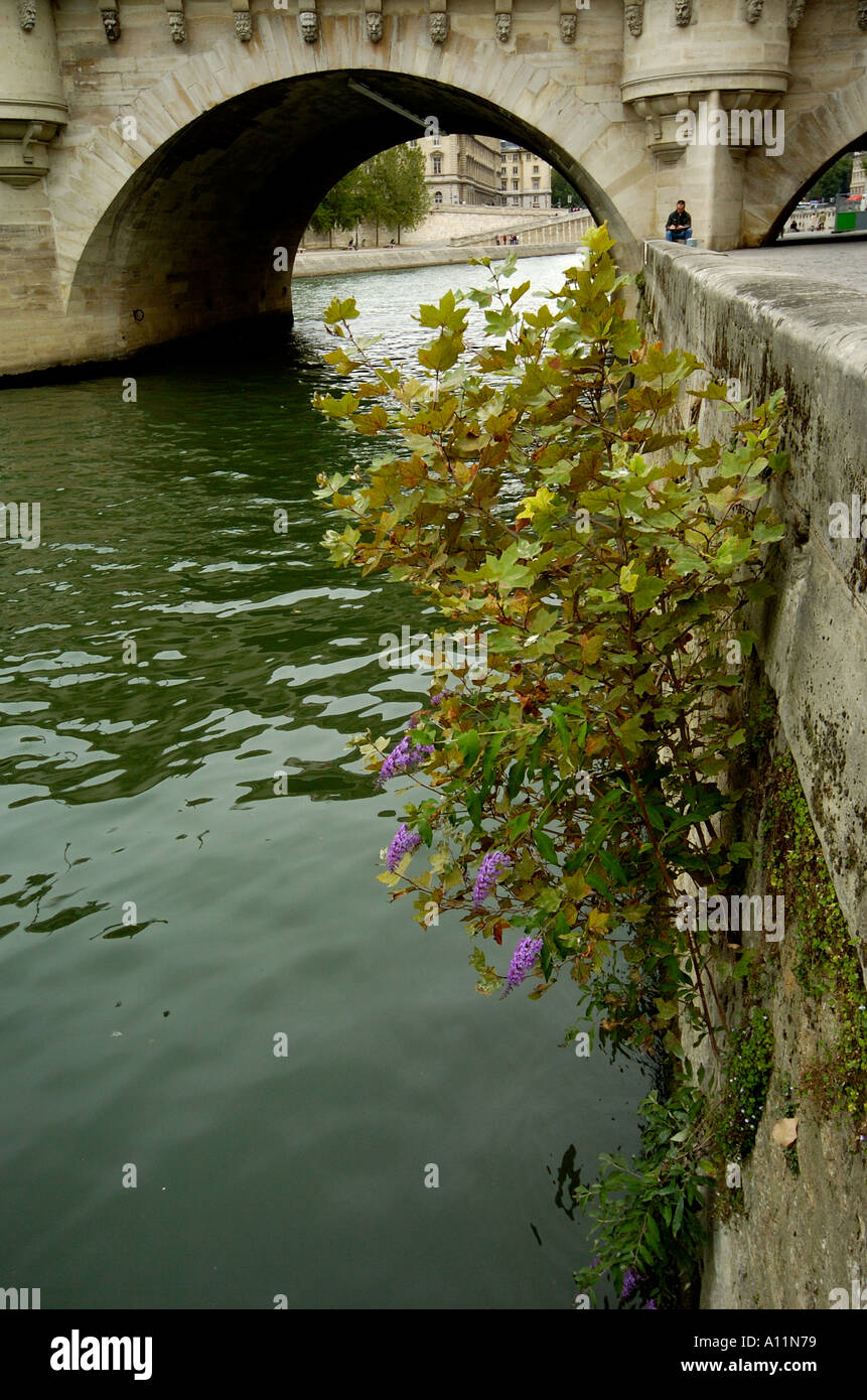 Albero che cresce a waterfront Foto Stock