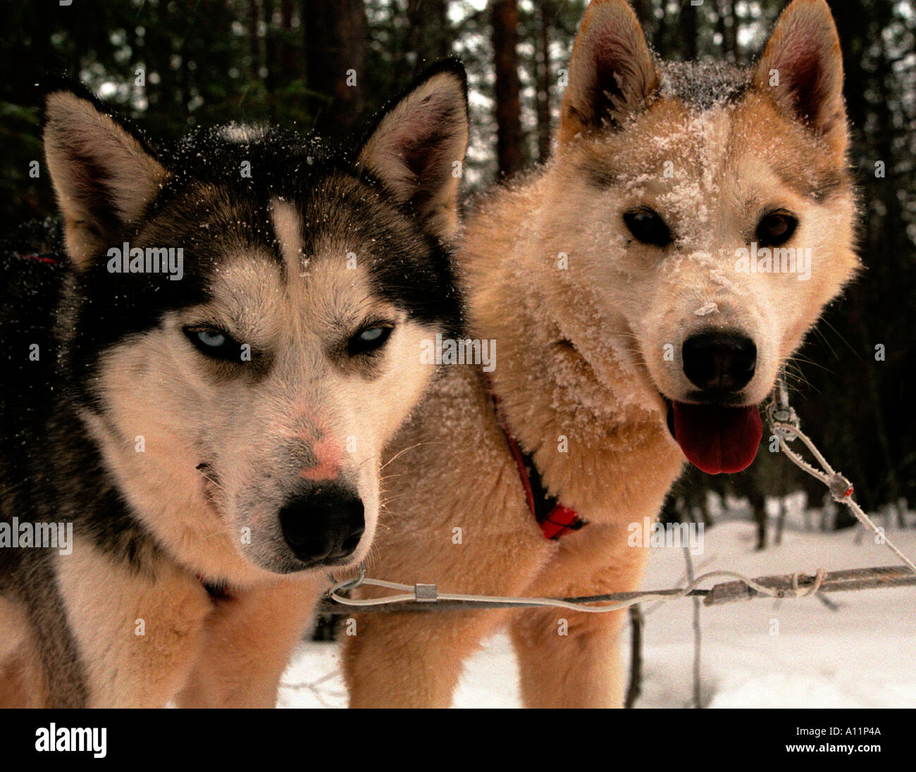 Sfruttate dagli occhi blu e marrone eyed huskies attendere per eseguire Rovanemmi Finlandia settentrionale. Foto Stock