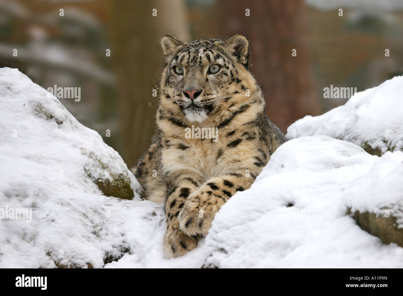 Schneeleopard, Uncia uncia, Irbis Foto Stock