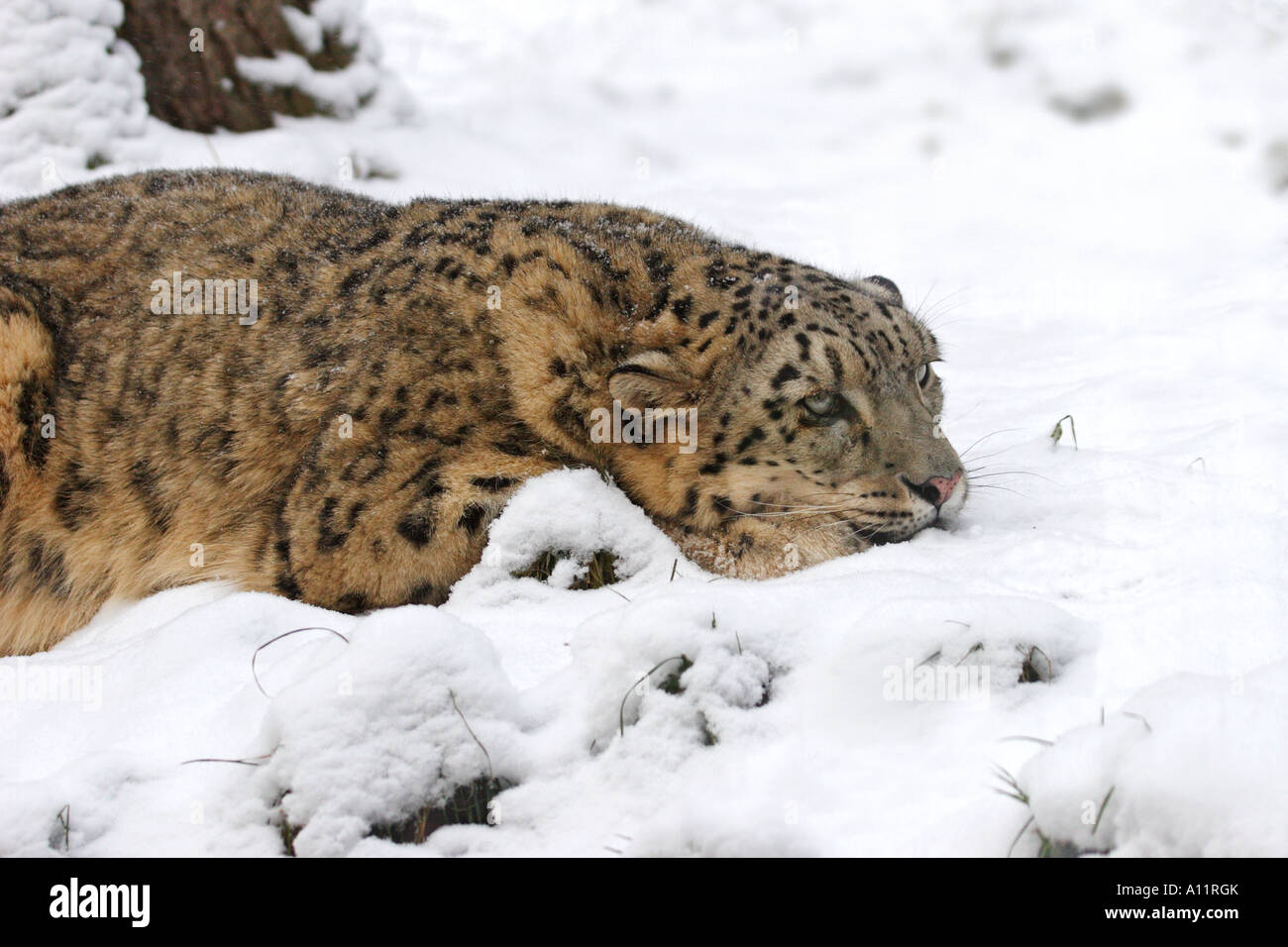 Schneeleopard, Uncia uncia, Irbis Foto Stock