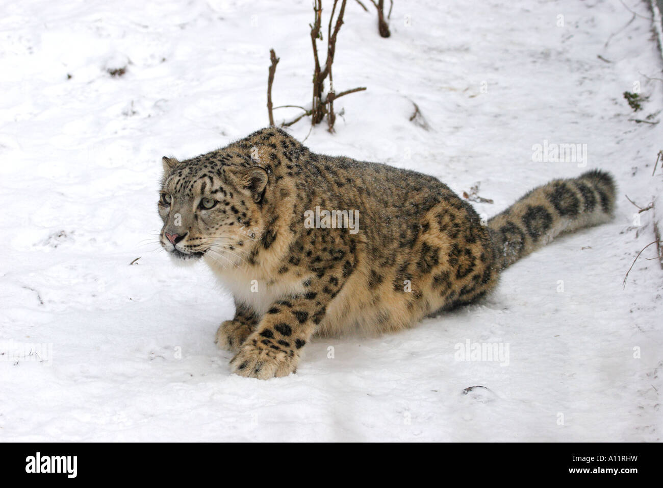 Schneeleopard, Uncia uncia, Irbis Foto Stock