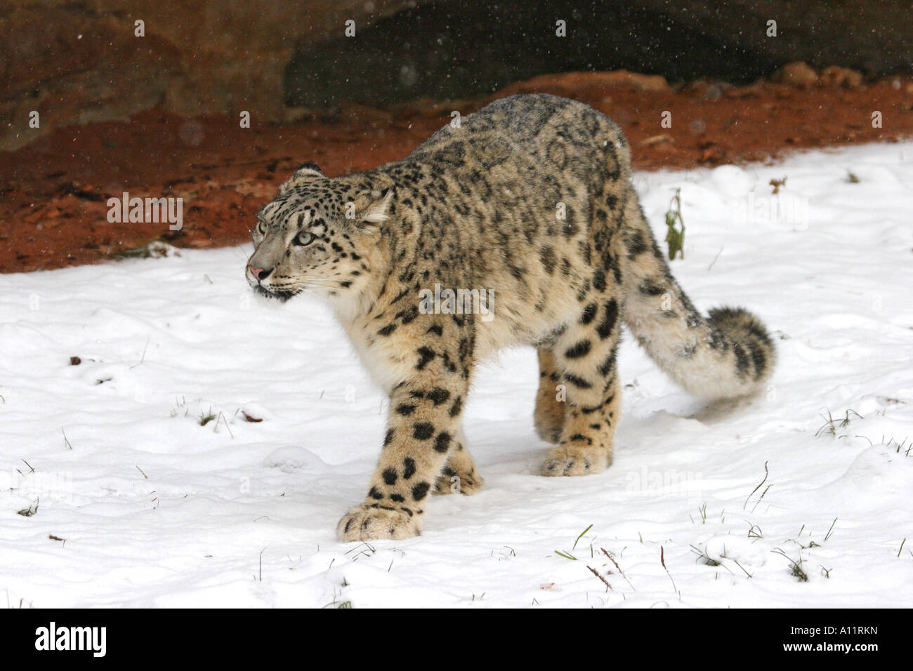Schneeleopard, Uncia uncia, Irbis Foto Stock