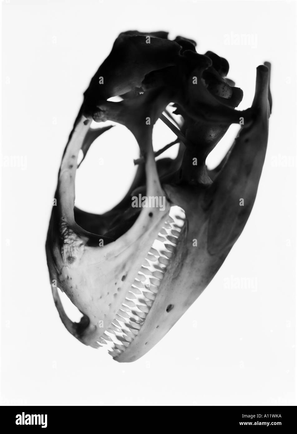 cranio di lucertola Foto Stock