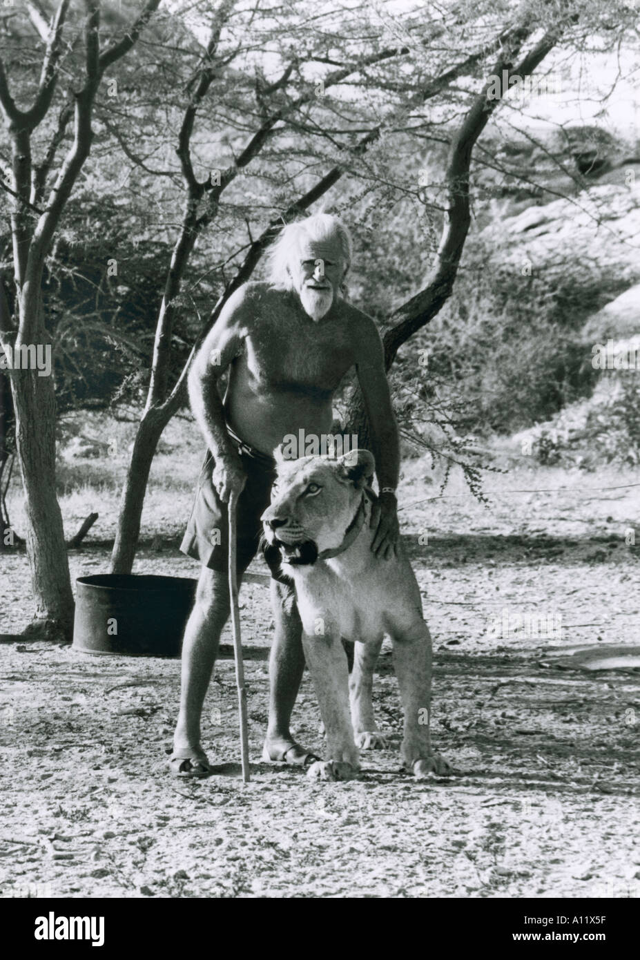Un invecchiamento George Adamson ancora lavorando con i lions a Kora, Kenya 1976 Foto Stock