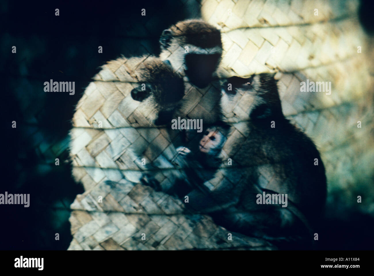 Le scimmie vervet in strati di paglia intrecciata in una strana fauna africana wonderland Foto Stock