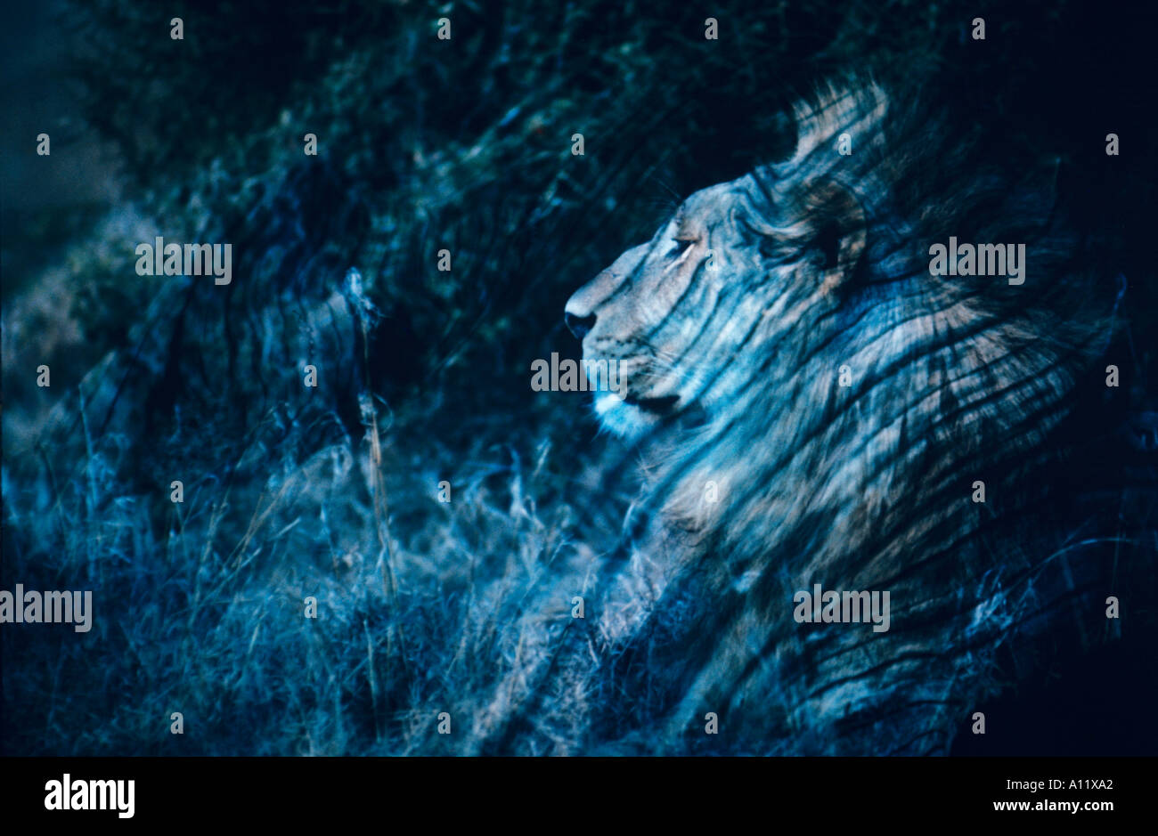 Hansome leone maschio in profilo tingono con stropicciato di corteccia di albero in una natura africana wonderland Foto Stock