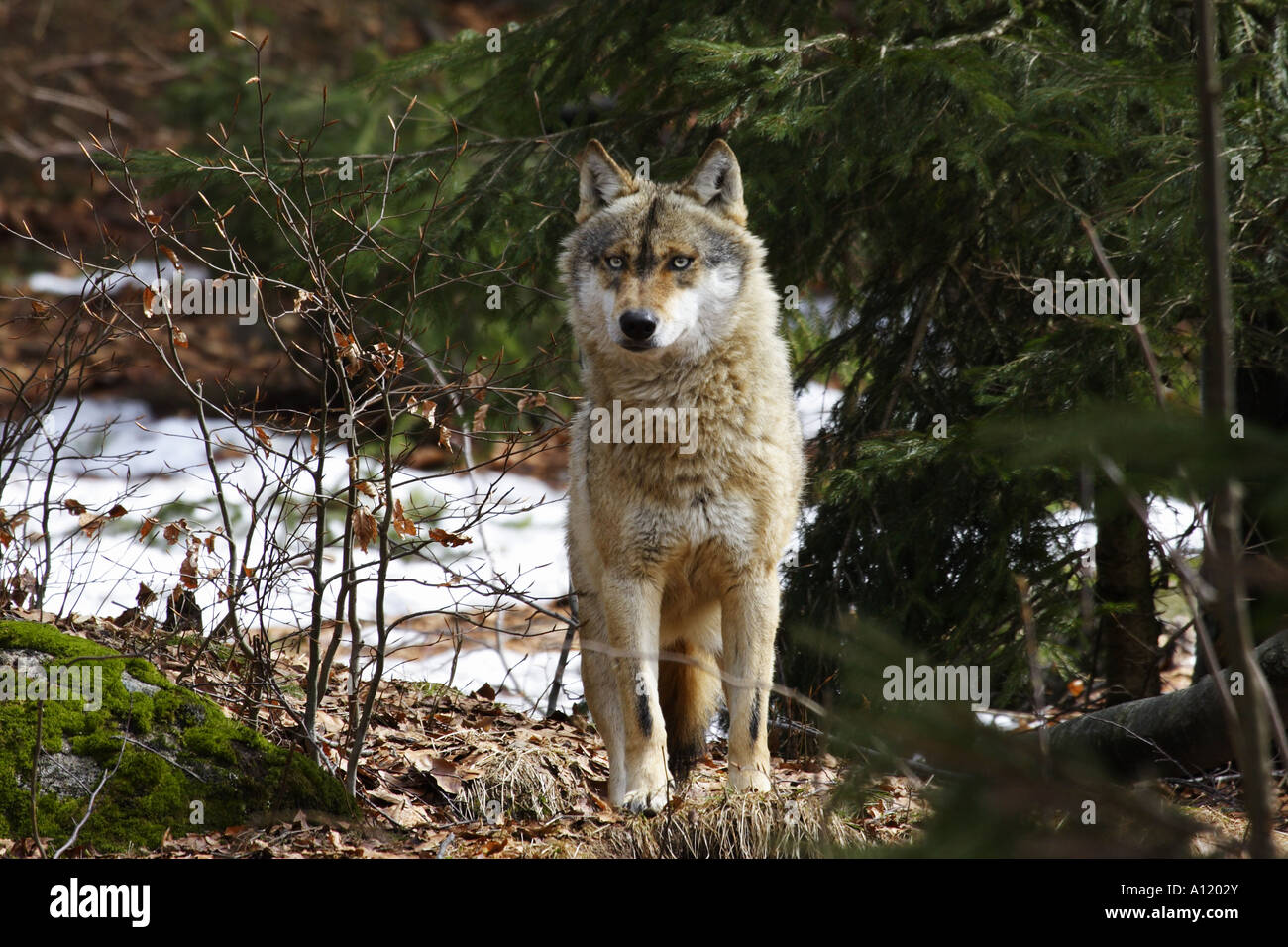 Lupo, Canis lupus Foto Stock