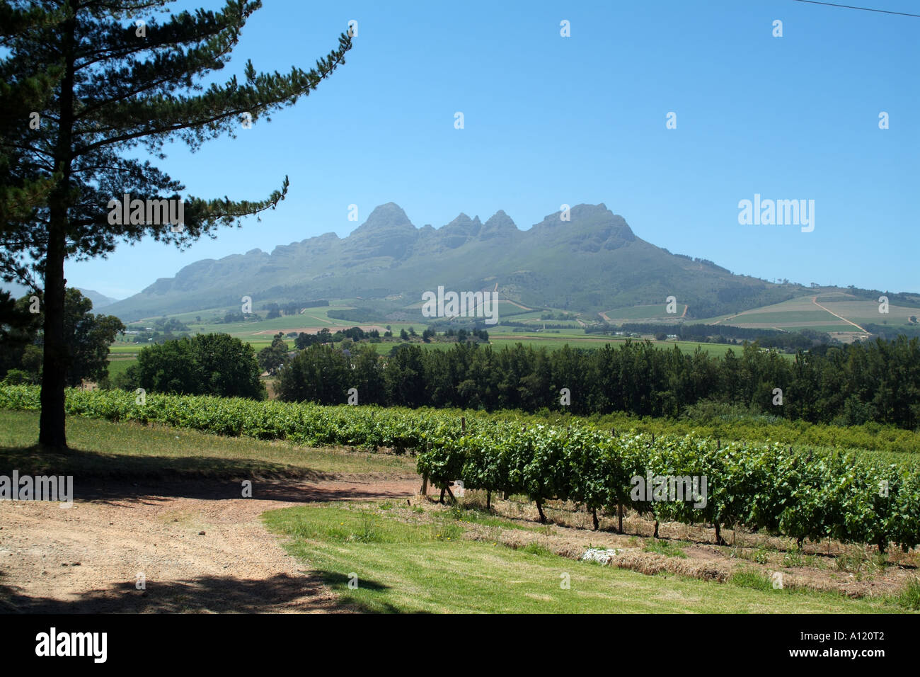 Vigne di Post House station wagon e Helderberg Mountain Stellenbosch Western Cape South Africa RSA Foto Stock