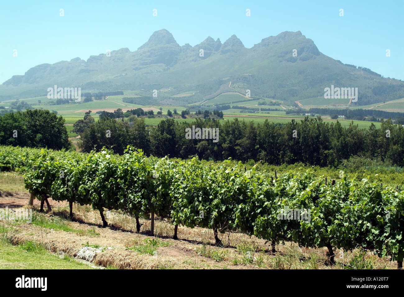 Vigne di Post House station wagon e Helderberg Mountain Stellenbosch Western Cape South Africa RSA Foto Stock