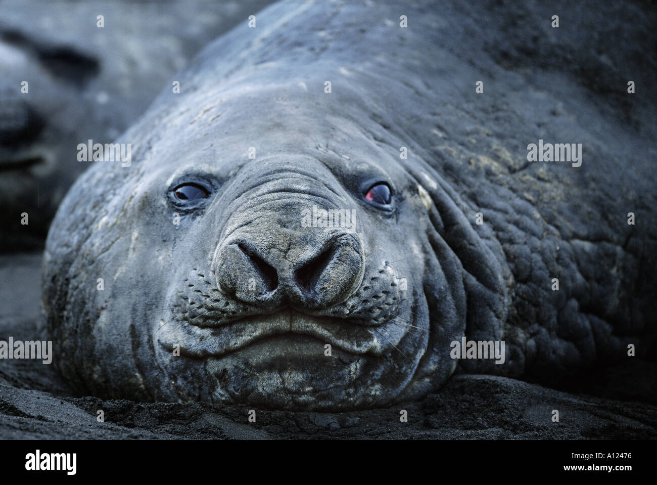 Guarnizione di elefante Hannah punto Antartide Foto Stock