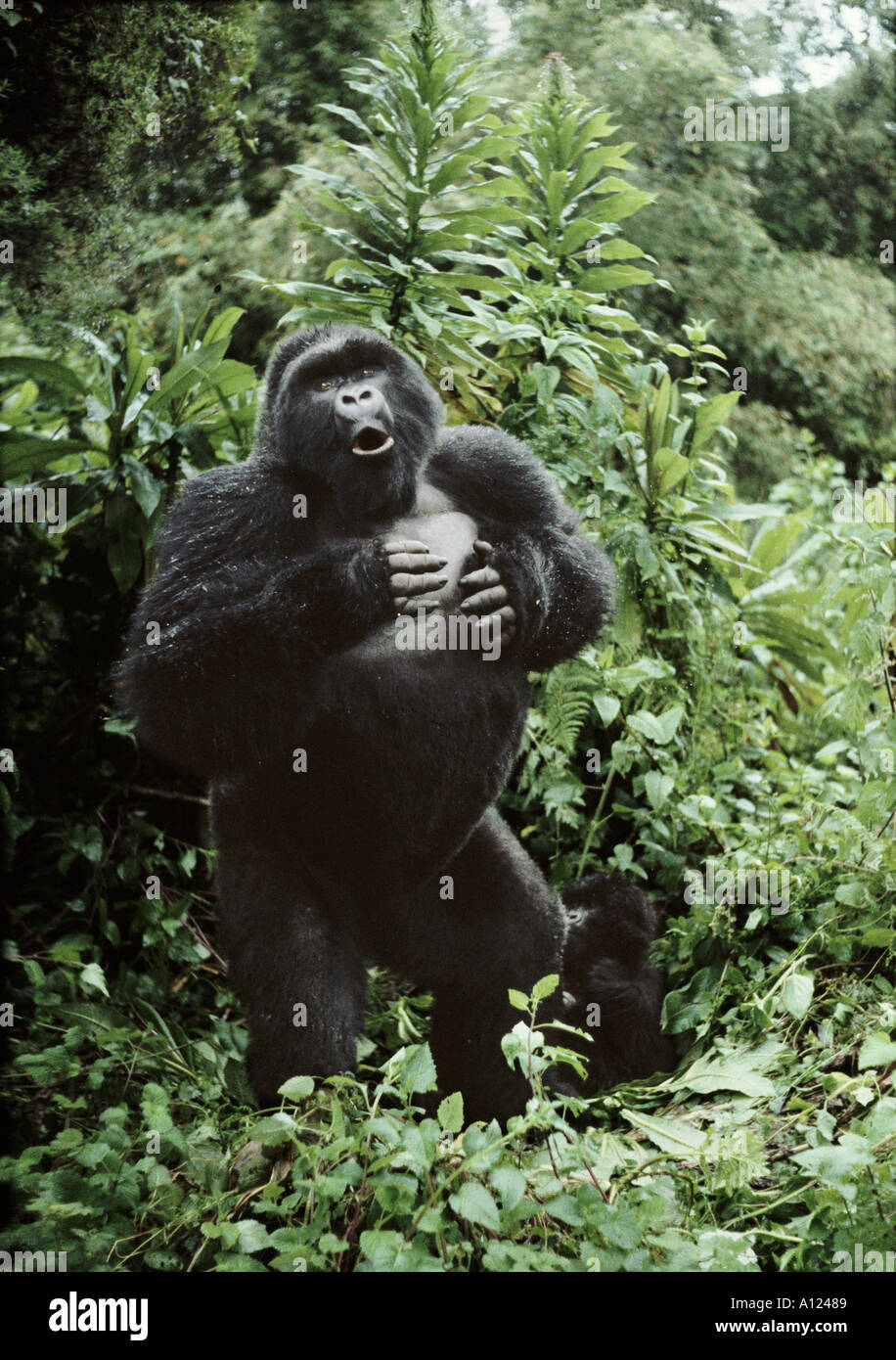 Silverback gorilla di montagna battendo il suo petto Ruanda fotografo Sjaak van den Nieuwendijk Foto Stock