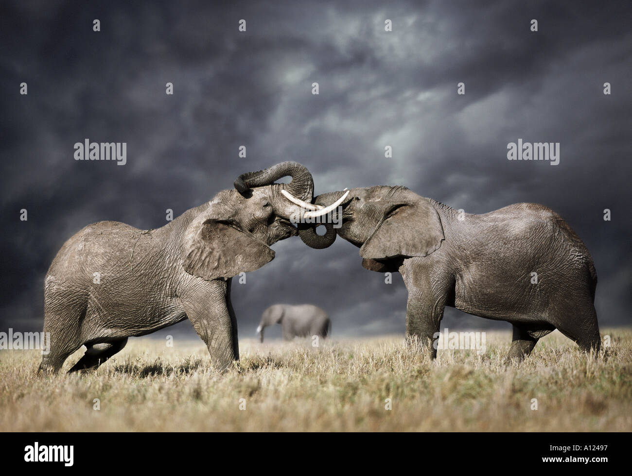 Gli elefanti combattendo contro il cielo tempestoso Masai Mara Kenya Foto Stock