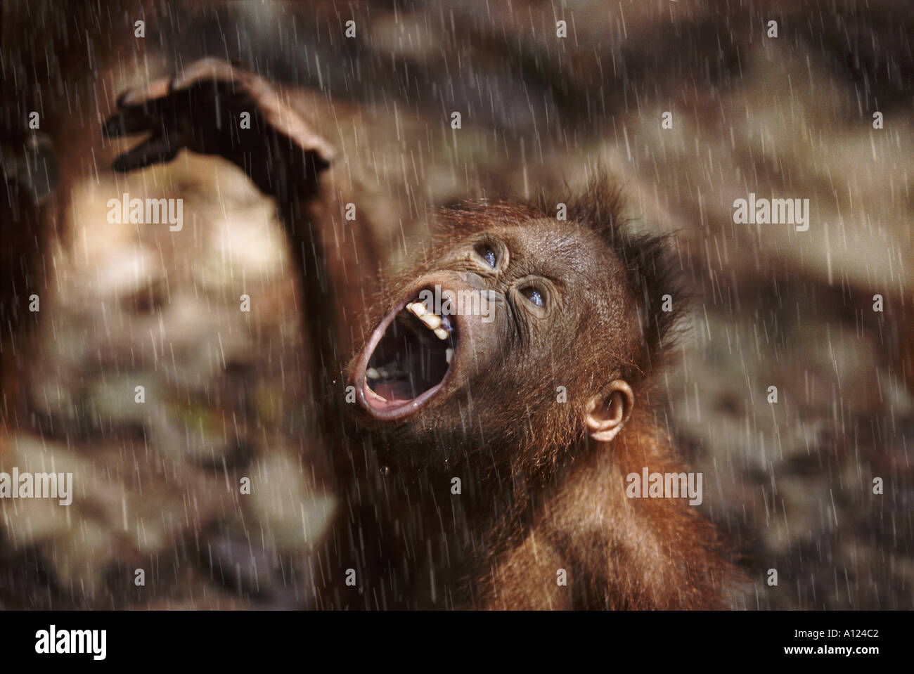 Giovani orangutan sotto la pioggia Borneo Foto Stock