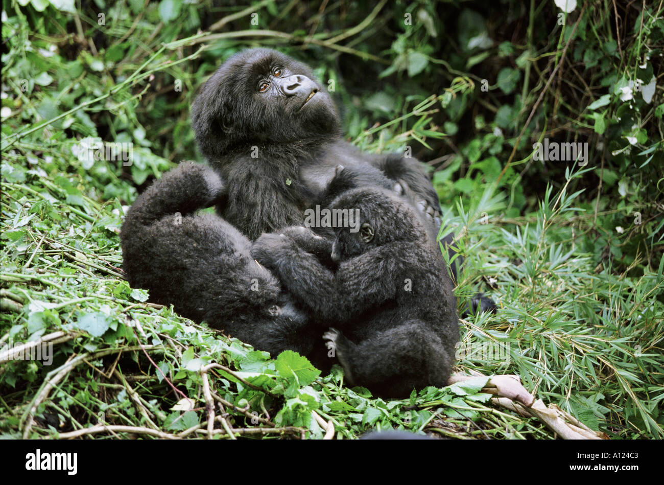 I gorilla di montagna Mgahinga National Park in Uganda Foto Stock