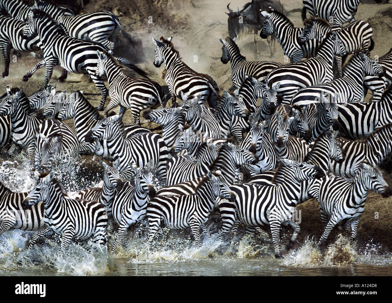 Zebre Attraversamento fiume Mara sulla migrazione Kenya Foto Stock