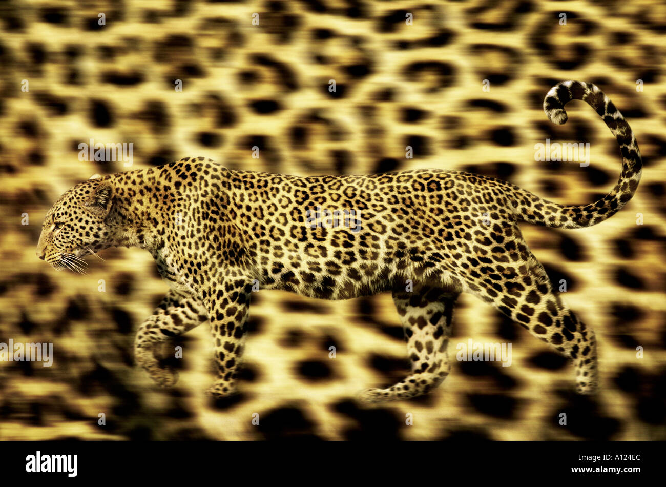 Leopard su Leopard sfondo della pelle Foto Stock