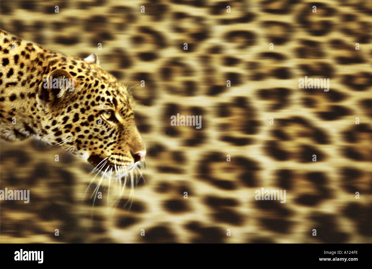 Leopard su sfondo leopardskin Foto Stock