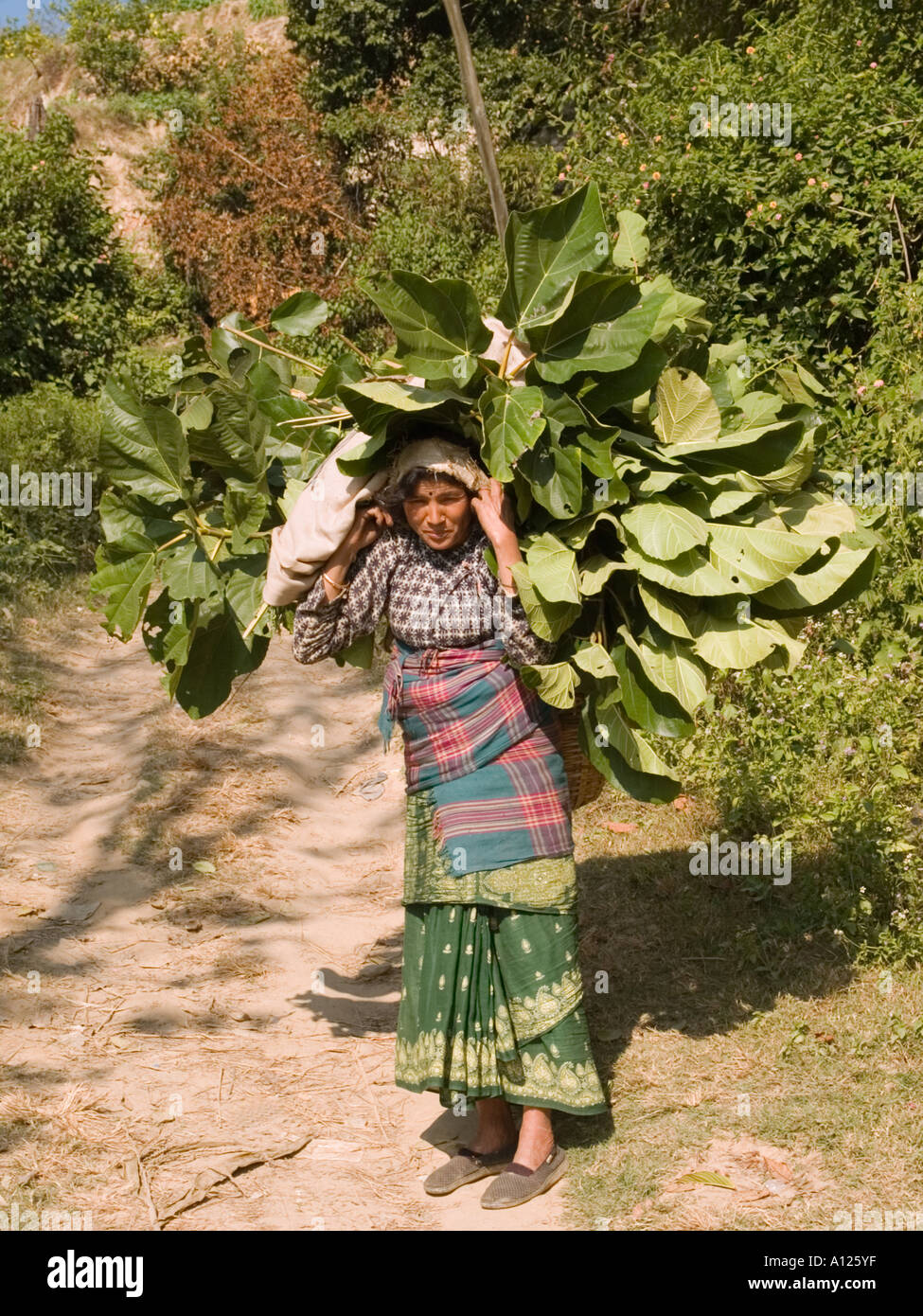 Le donne nepalesi portando grande carico di foglie di fico sul suo capo Dhulikhel Himalaya Nepal Asia Foto Stock