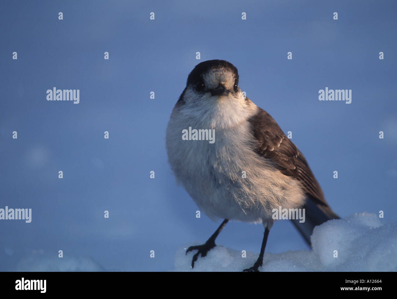 Gray Jay Mt Rainier National Park Foto Stock