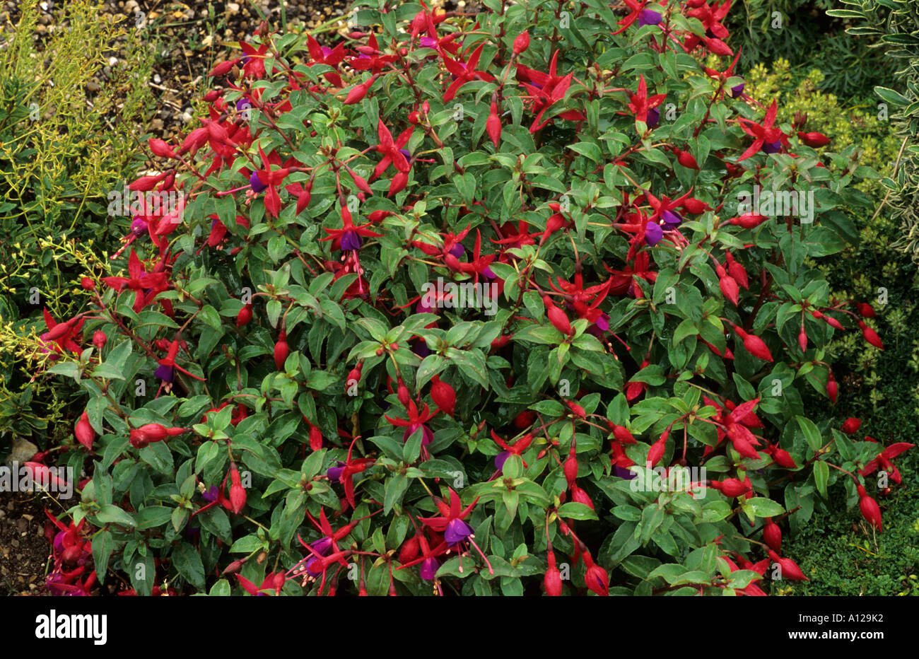 Fuchsia 'Sneezy' nelle regioni di frontiera Foto Stock