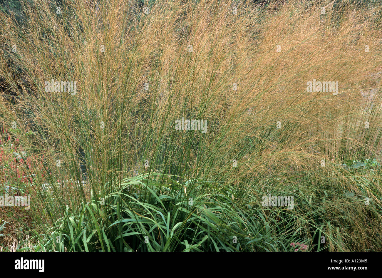 Molinia caerulea 'trasparente', impianto feathery, erba erbe Foto Stock