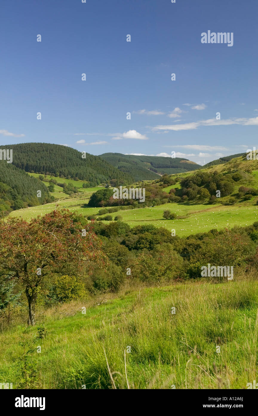 Campagna vicino devils bridge ceredigion nel Galles Foto Stock