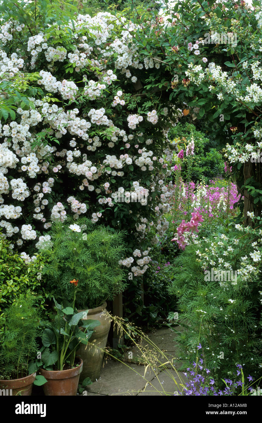 Rosa "Paul's Himalayan Musk' & Filadelfo, arco Foto Stock