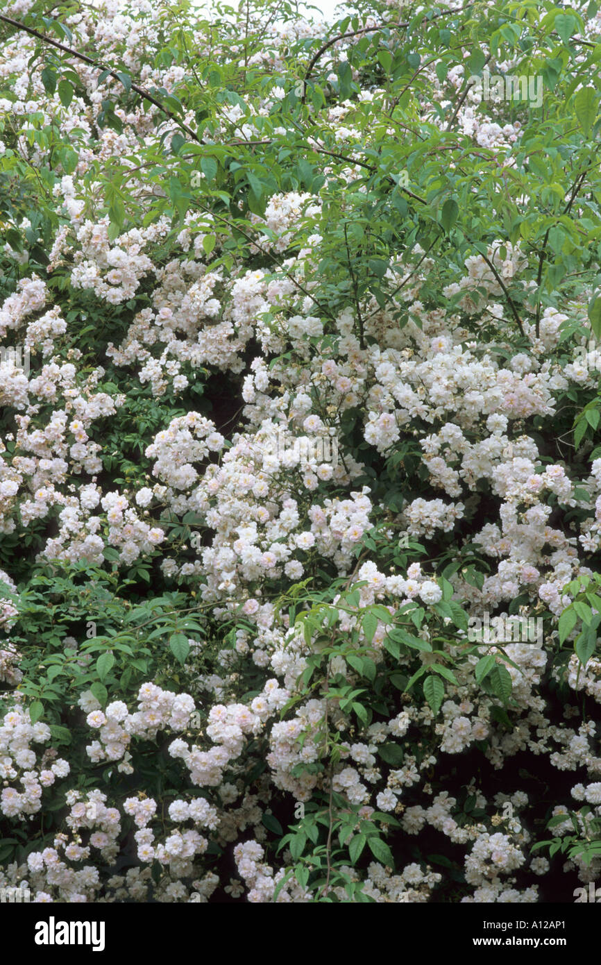 Rosa "Paul's Himalayan Musk' Foto Stock