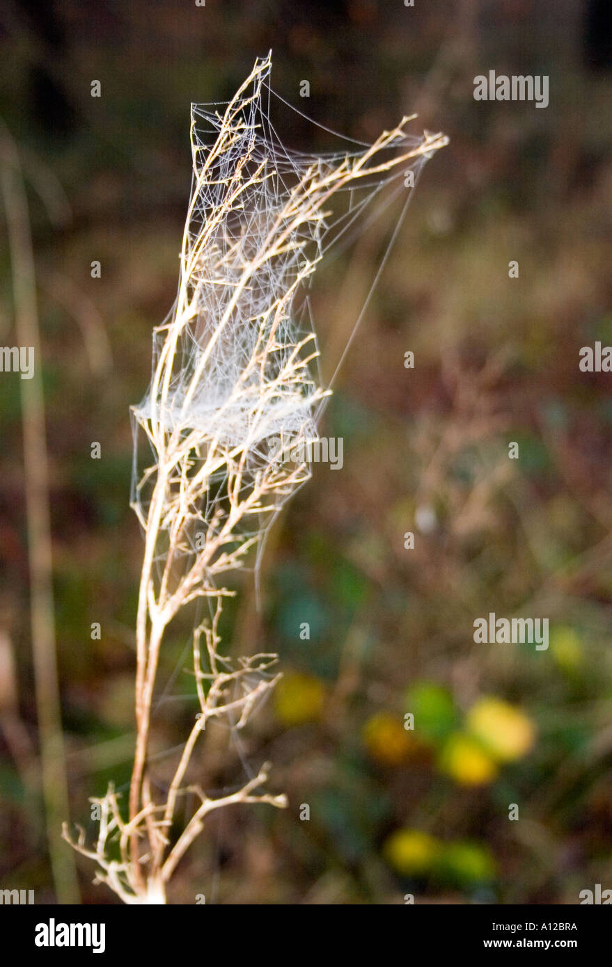 Groviglio Spider Web su un impianto nel bosco, Ardagh, County Limerick, Irlanda. Foto Stock