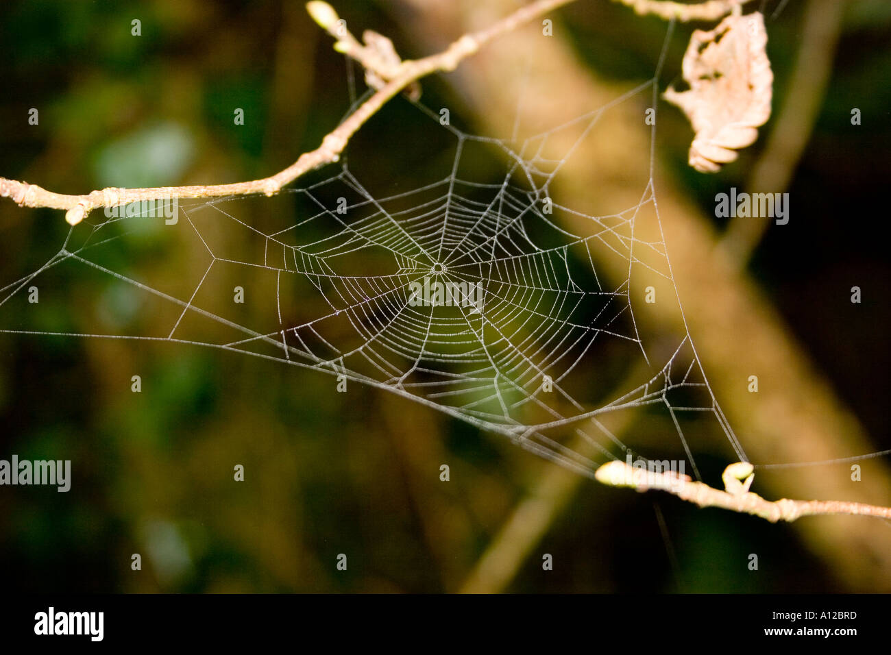 Spider Web sospeso tra i ramoscelli nel bosco, Ardagh, County Limerick, Irlanda. Foto Stock