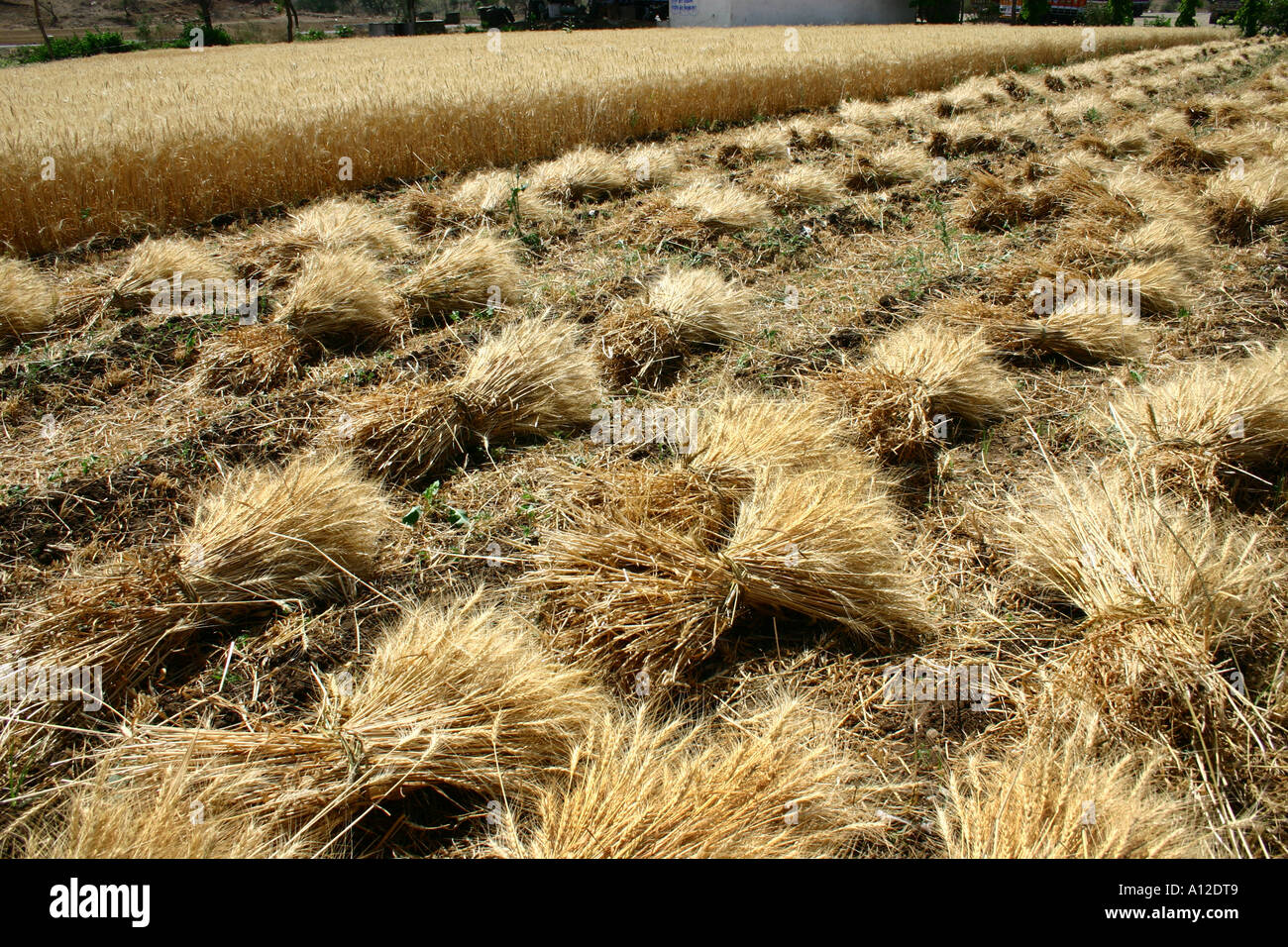 Fasci di grano dorati in campo al momento del raccolto Indore Madhya Pradesh India Foto Stock