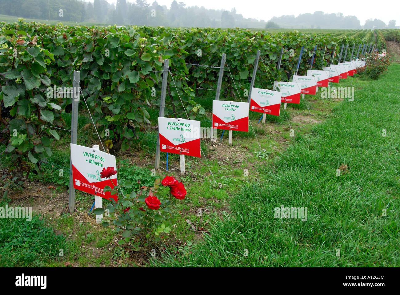 "Ibridi varietà di erba per turf tra vigneti, "Villers Allerand', 'Champagne Ardennes, Francia " Foto Stock