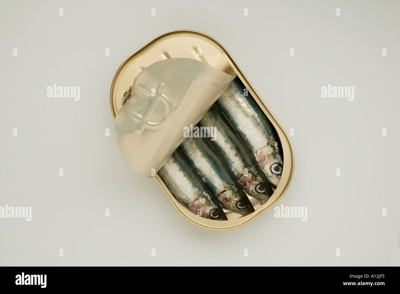 Quattro sardine impaccato in un stagno su sfondo bianco Foto Stock