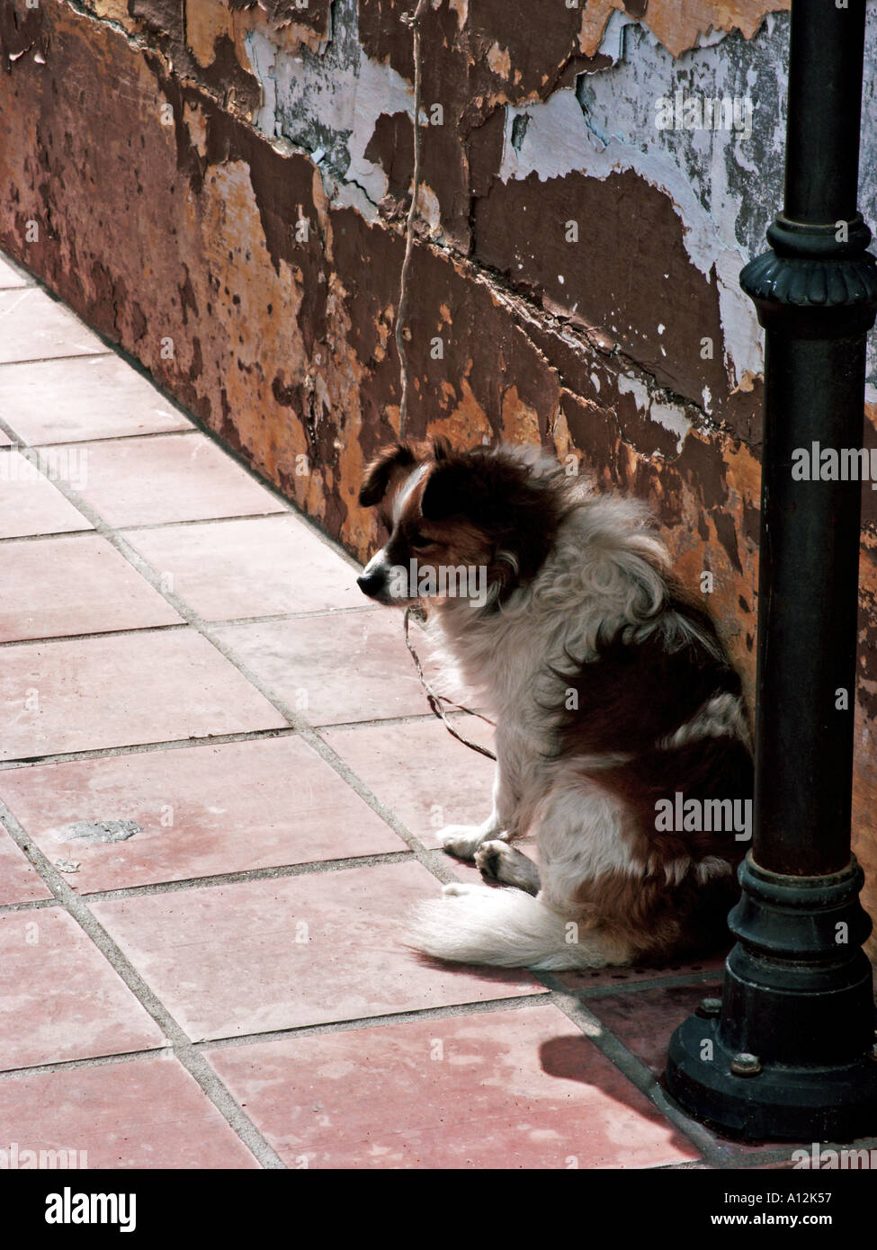 Un vecchio mongrel cane accanto a una lampada posta in un villaggio in Andalusia, Spagna Foto Stock