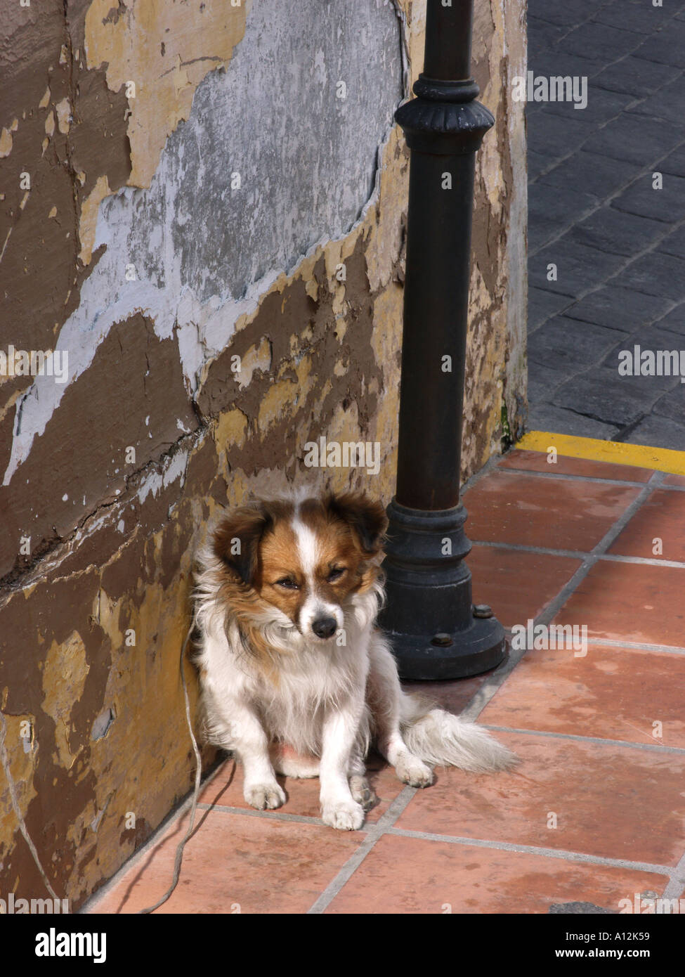 Un vecchio mongrel cane accanto a una lampada posta in un villaggio in Andalusia, Spagna Foto Stock