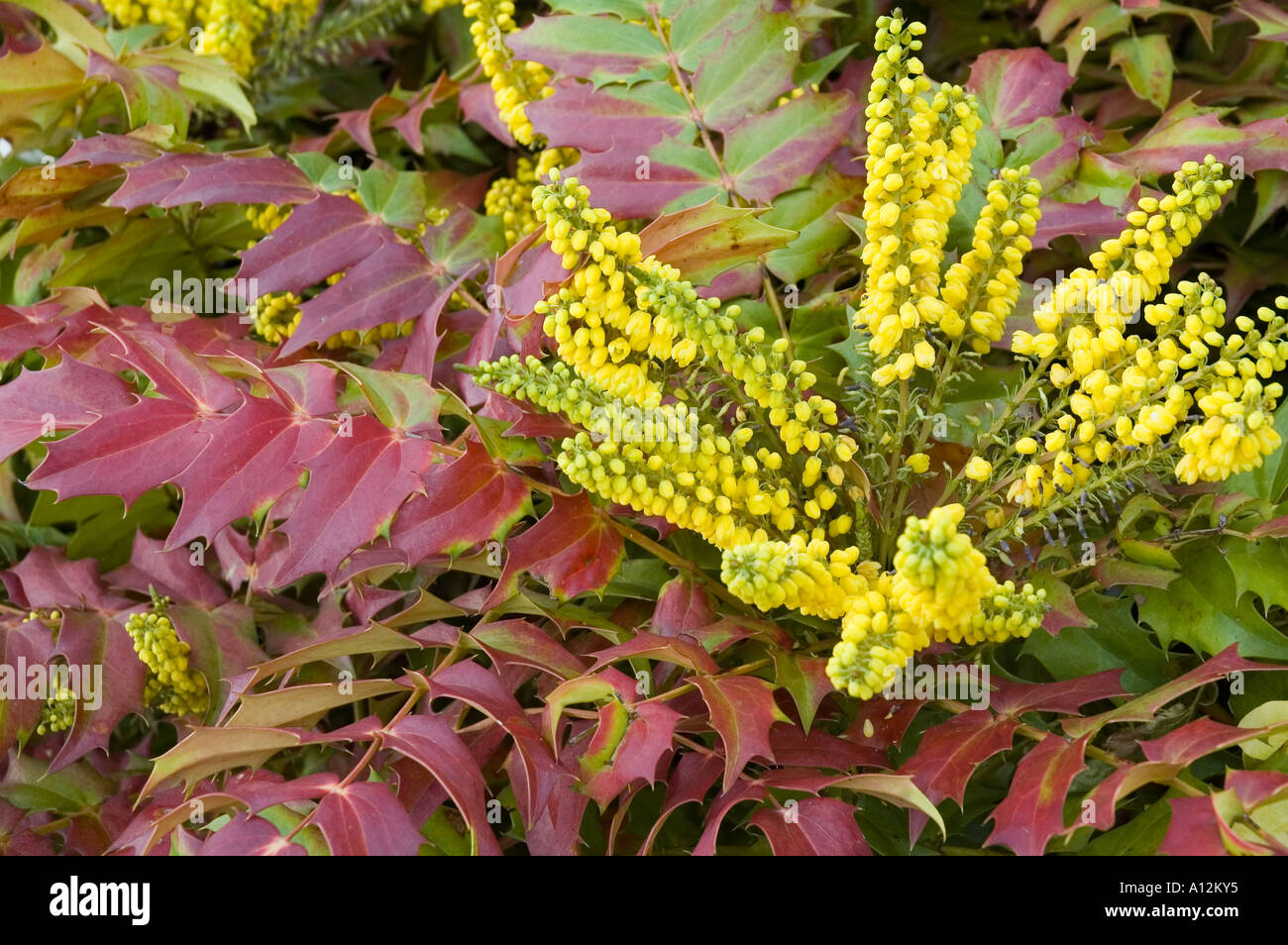 Mahonia x Intermedia carità sempreverdi a fioritura invernale arbusto Foto Stock