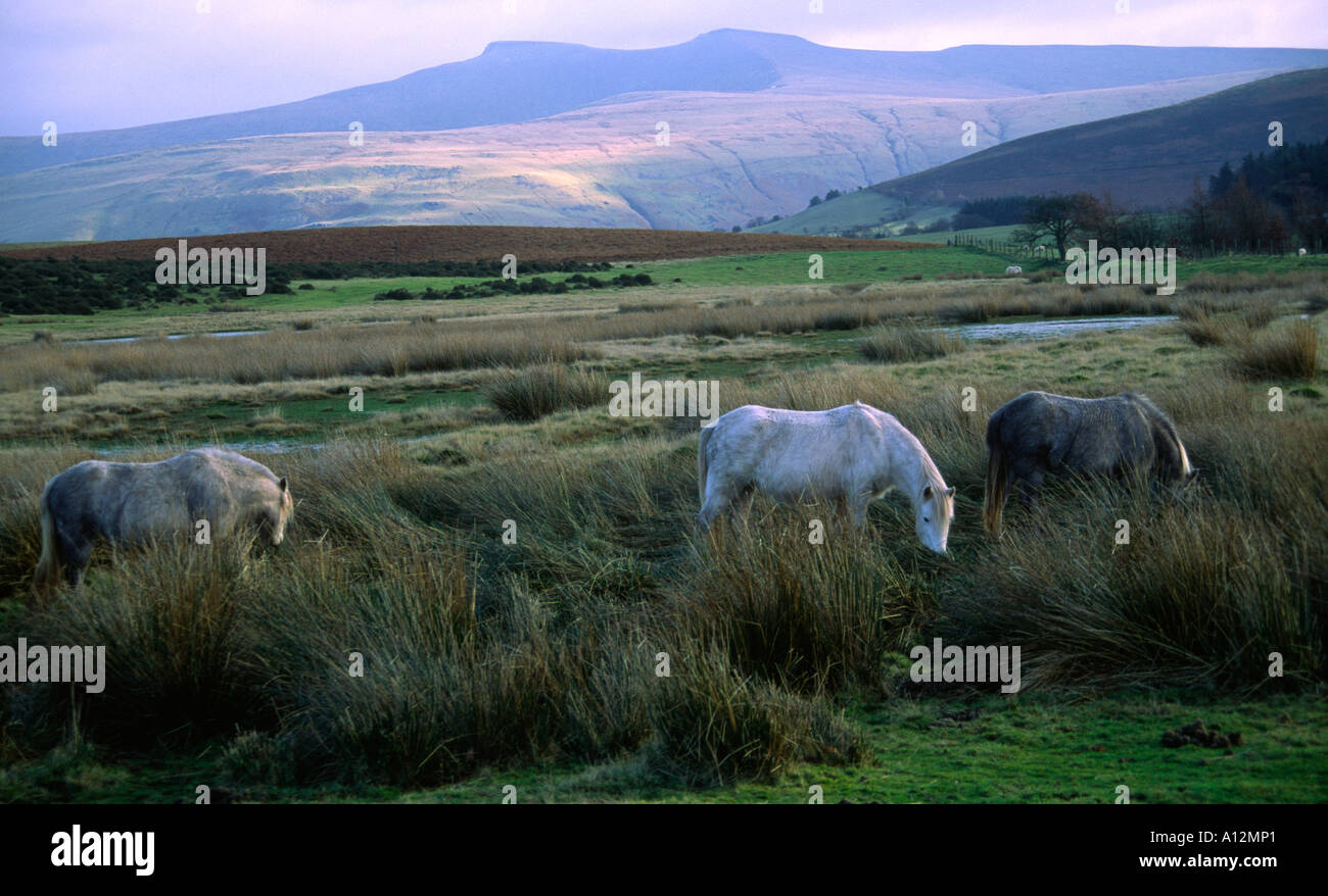Pony di montagna in Brecon Beacons con Pen y la ventola e il mais du in background Foto Stock