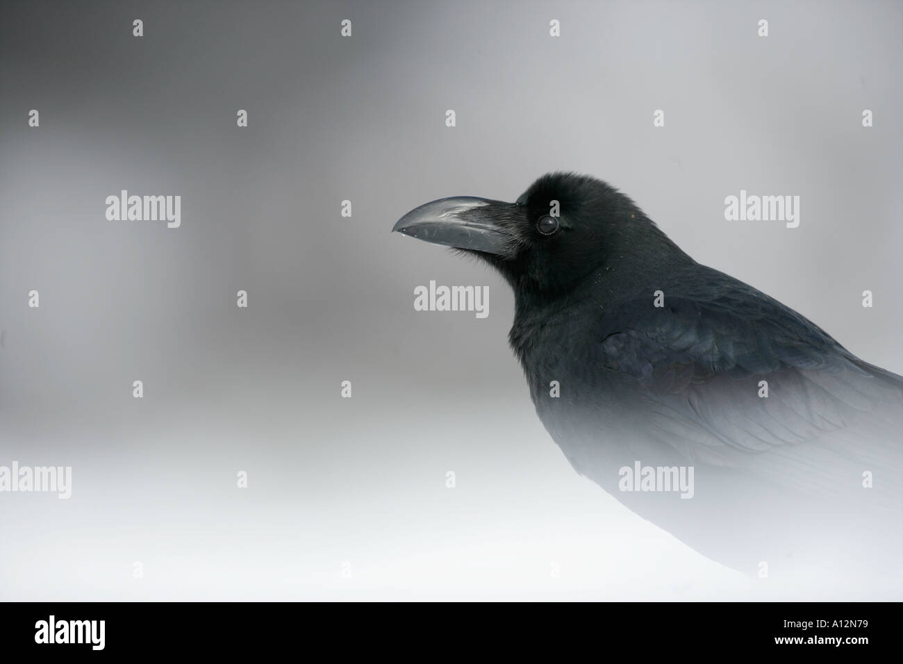 JUNGLE CROW Corvus macrorhynchos Foto Stock