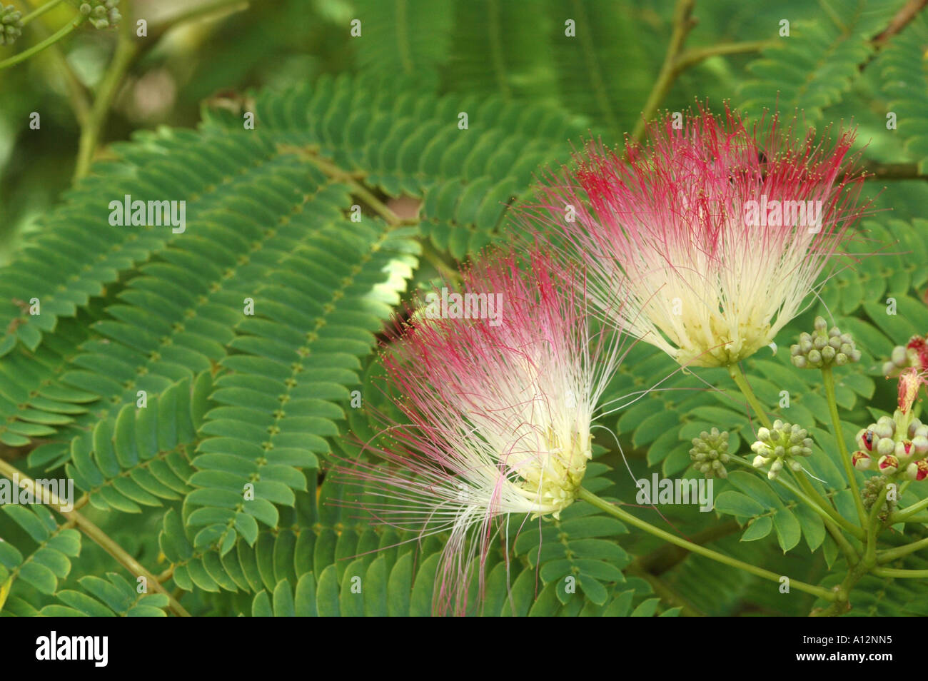 Albizia julibrissin var rosea closeup di due fiori e fogliame Foto Stock