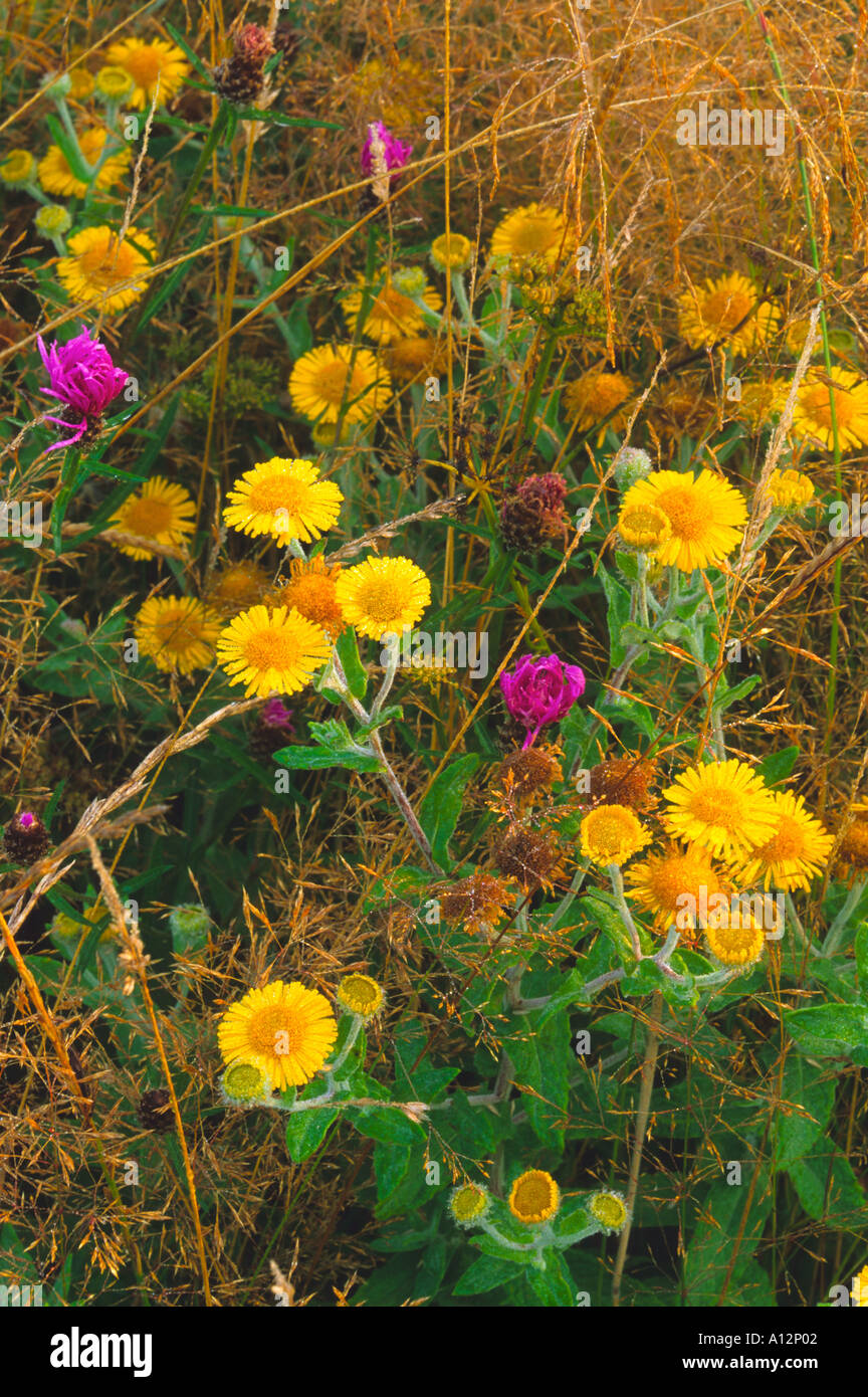 Fleabane Pulicaria dysenterica è un eccellente fonte di nettare per le farfalle prato Dorset Regno Unito Foto Stock