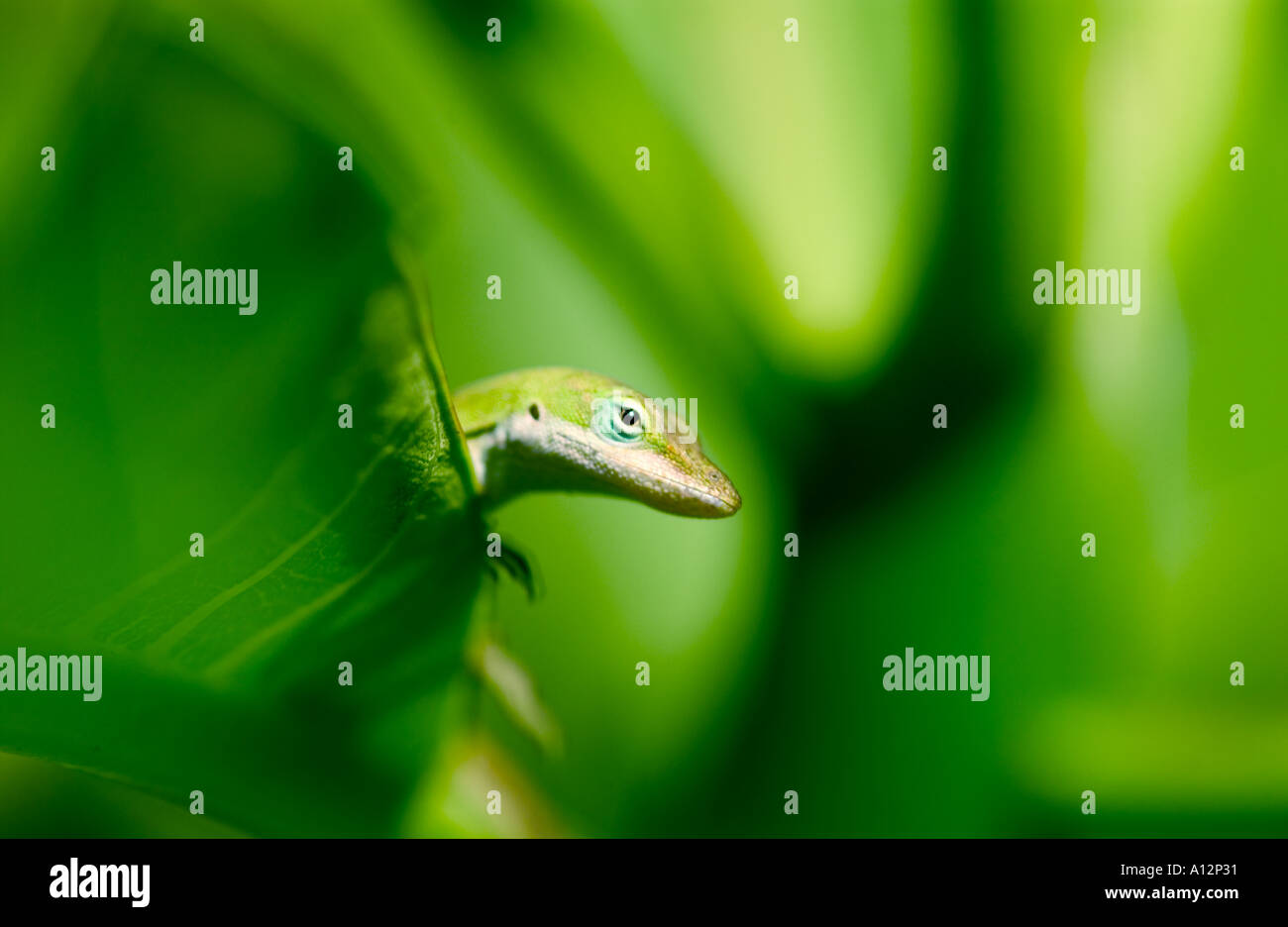 Foto macro di chameleon Foto Stock