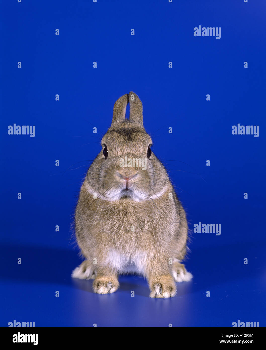 Paesi Bassi Dwarf Rabbit AGOUTI Foto Stock