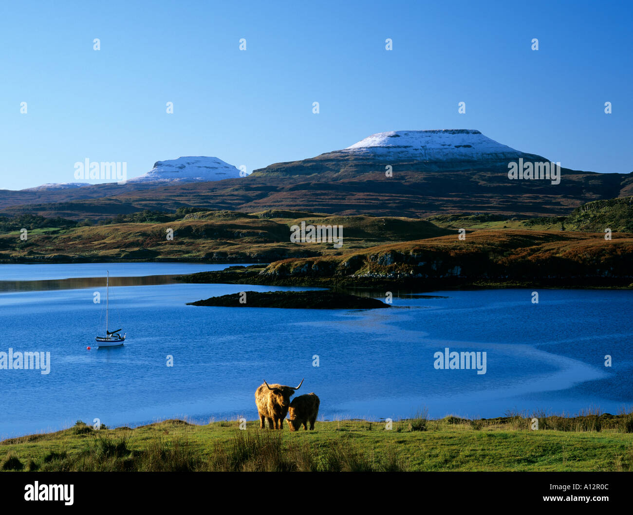 Highland bovini e ricoperta di neve MacLeods Tabella Isola di Skye Foto Stock