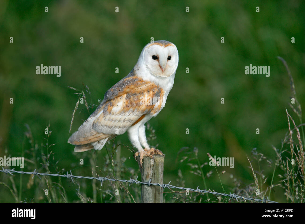 Barbagianni Tyto alba appollaiato sulla strada palo da recinzione YORKSHIRE LUGLIO Foto Stock