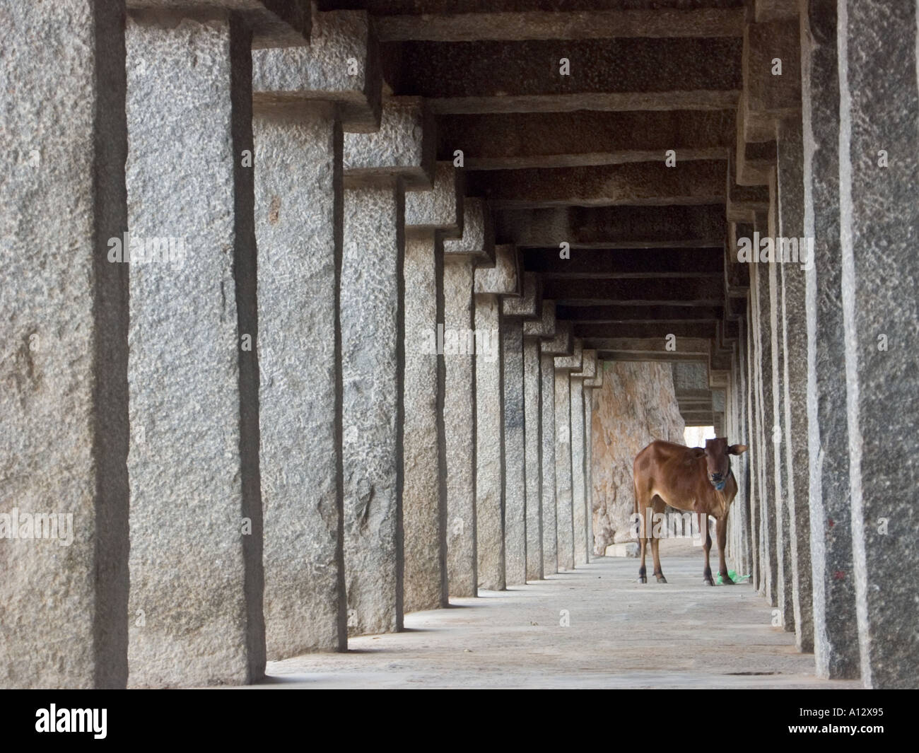 Una mucca si aggira il perimetro arcuato di un induista tempio religioso Foto Stock