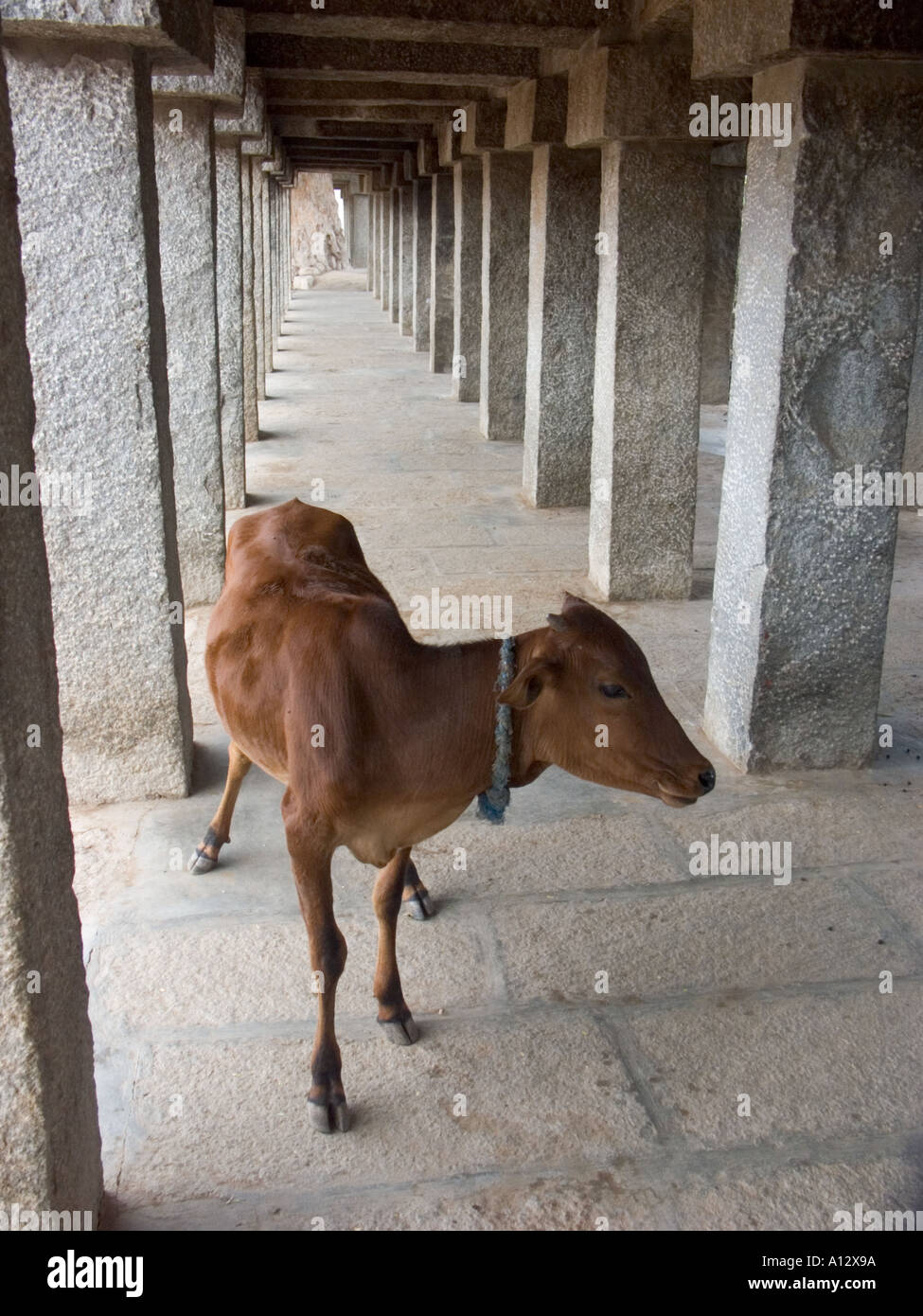 Una mucca si aggira il perimetro arcuato di un induista tempio religioso Foto Stock