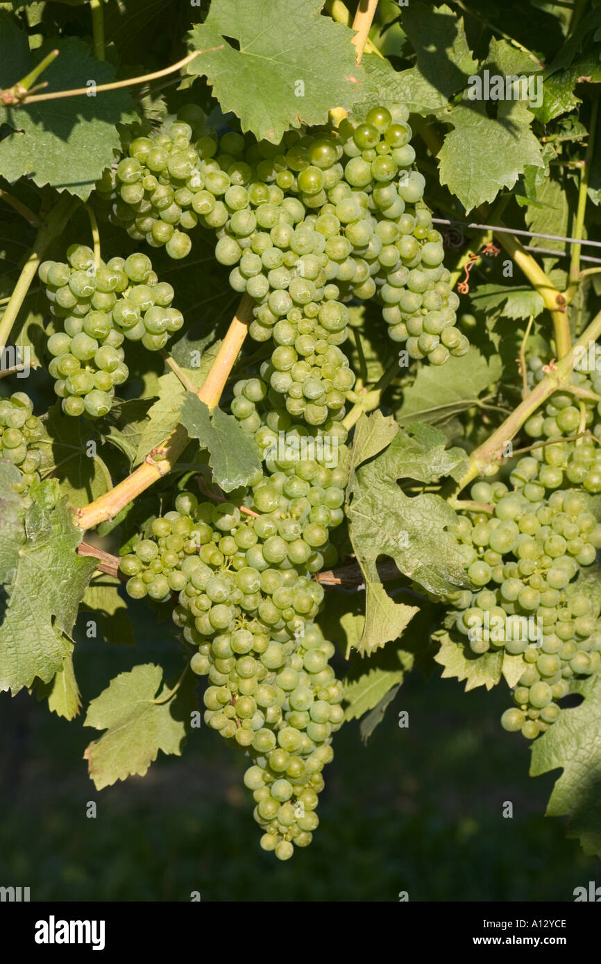 Uve da vino Castell Franconia Germania Foto Stock