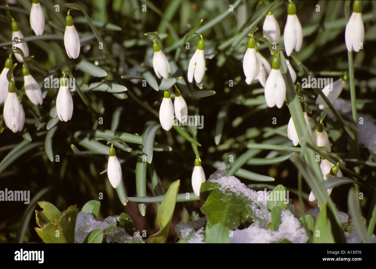Primo piano di Snowdrops fiori bianchi fiori bianchi fiori bianchi in inverno latino galanthus nivalis Inghilterra UK Regno Unito GB Gran Bretagna Foto Stock